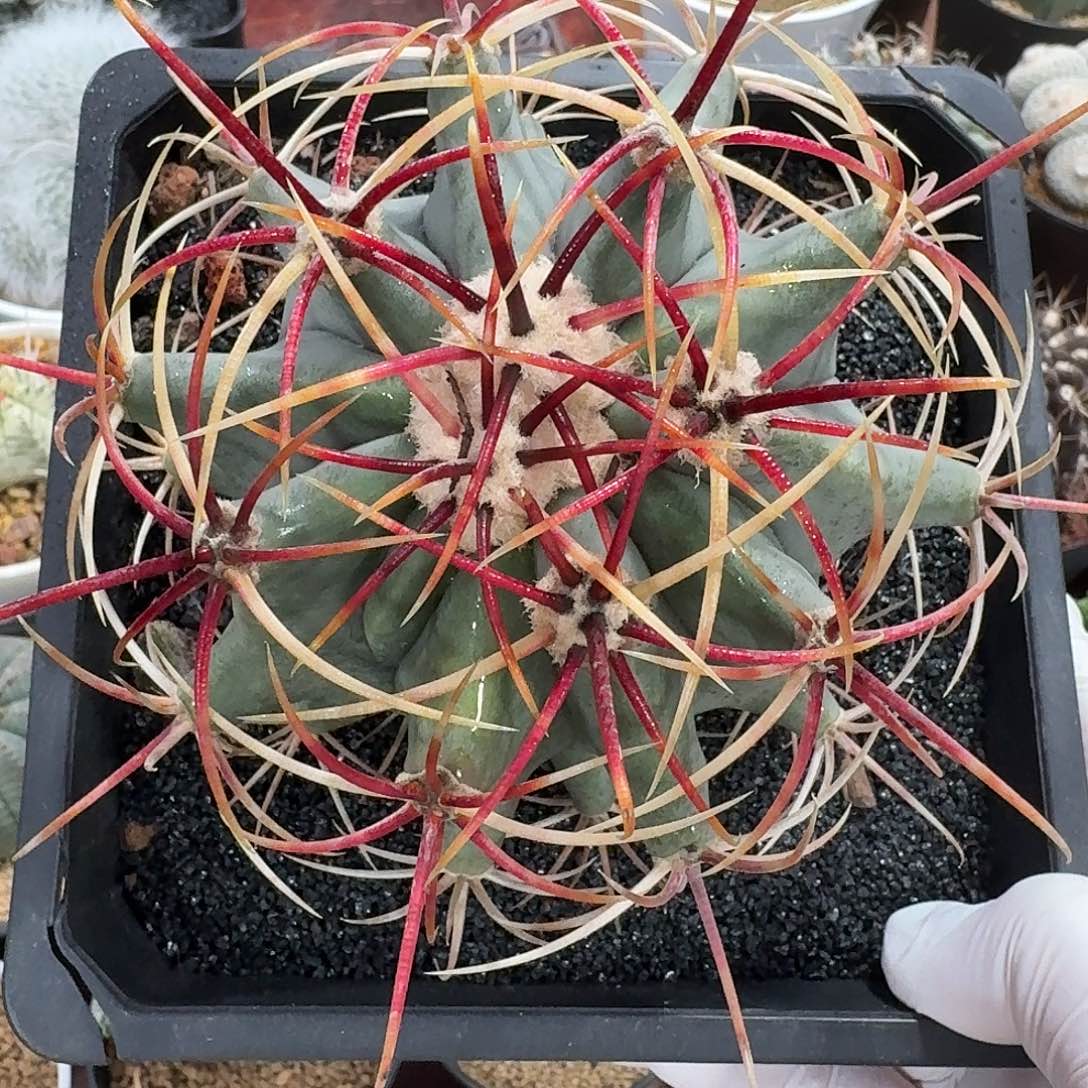 江守玉仙人球12345