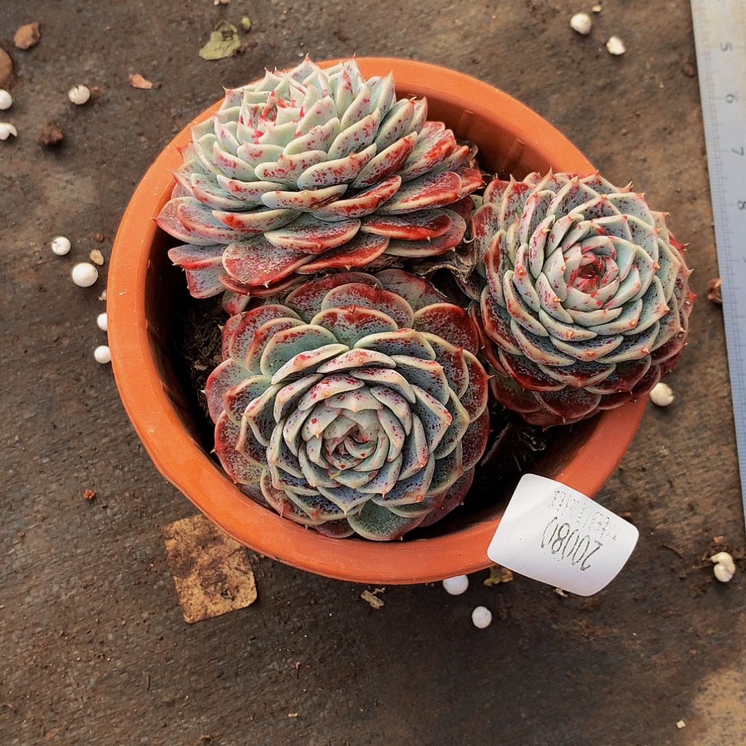 豆***丫   天鹅绒多肉20080