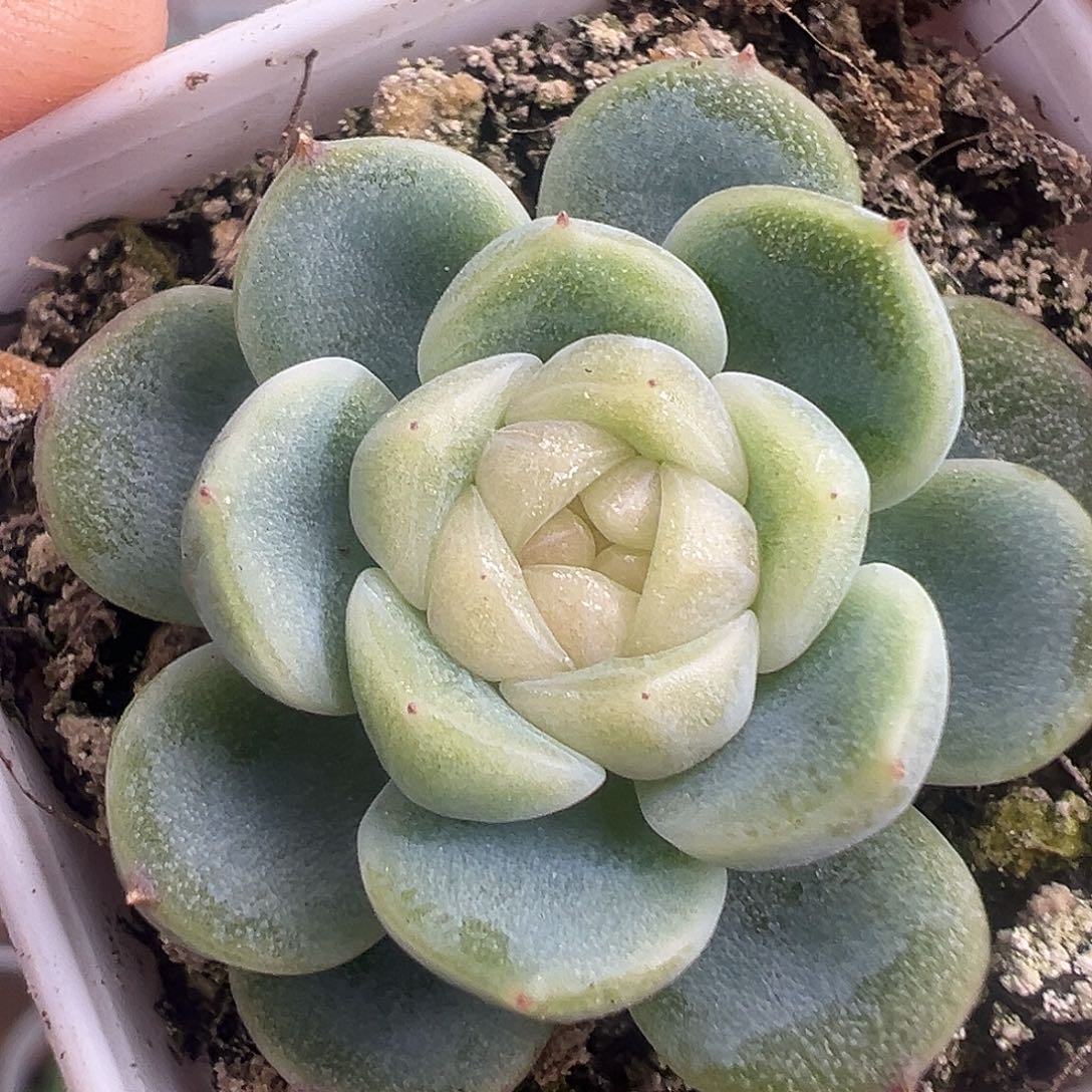 财富密码。后续定价68 