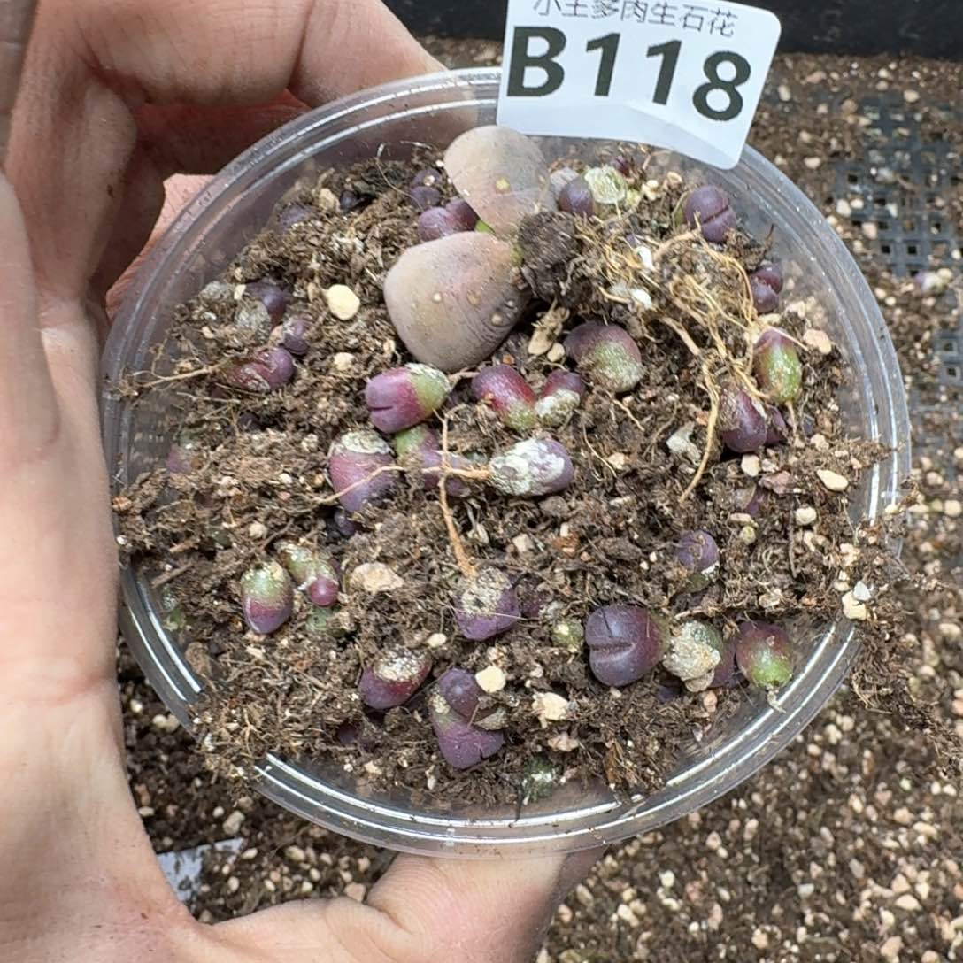 B118。红大内一盒。多肉植物