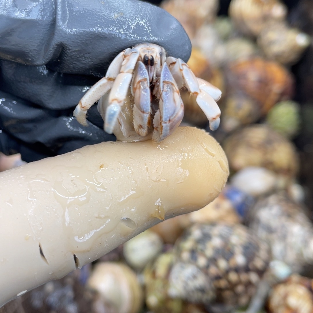 不退不换活体宠物94