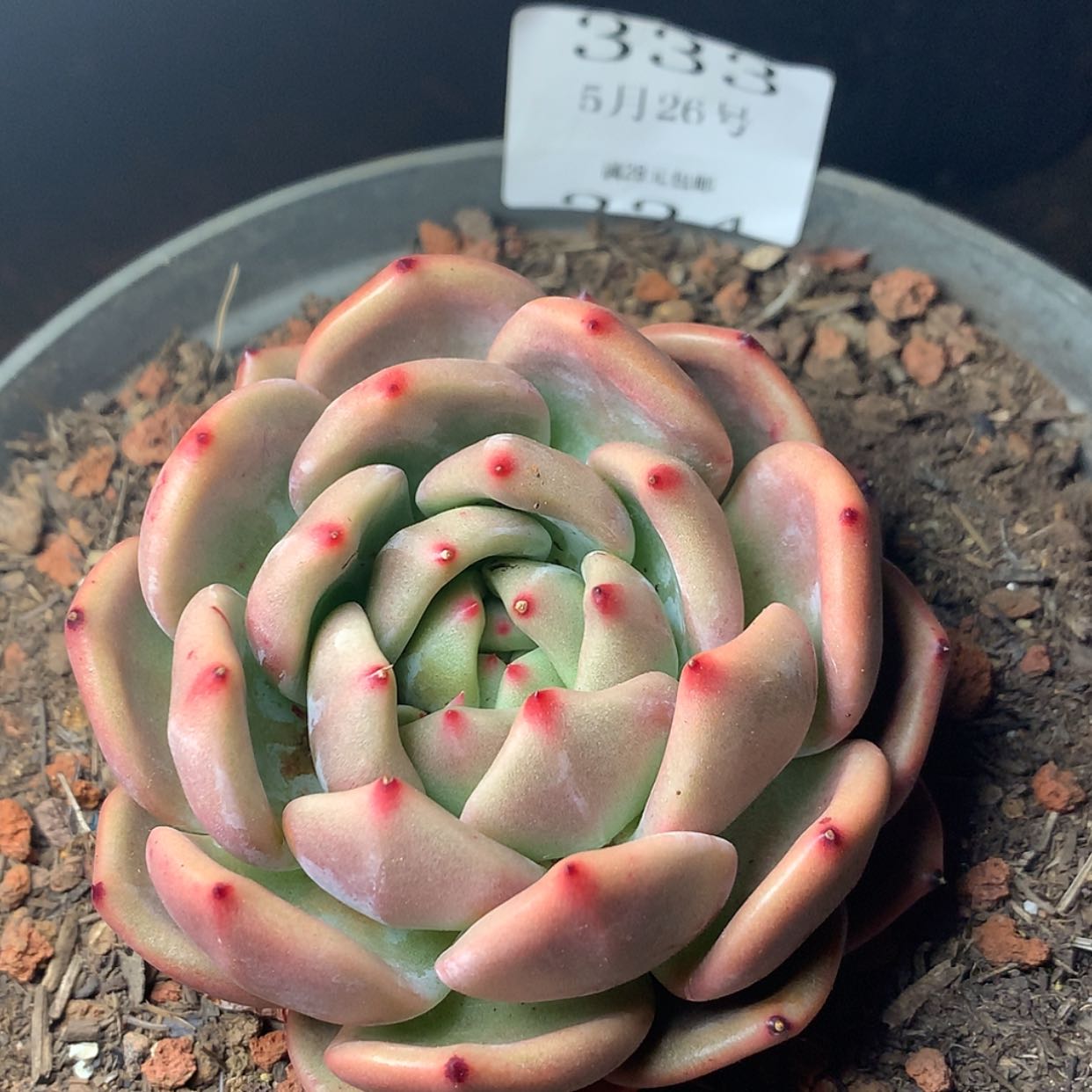 【闪购商品】云333号香槟杂八厘米