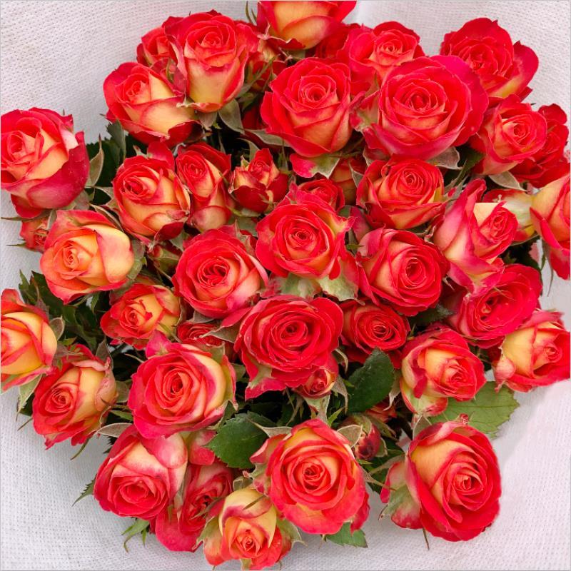 爱丽丝多头玫瑰泡泡鲜花装饰