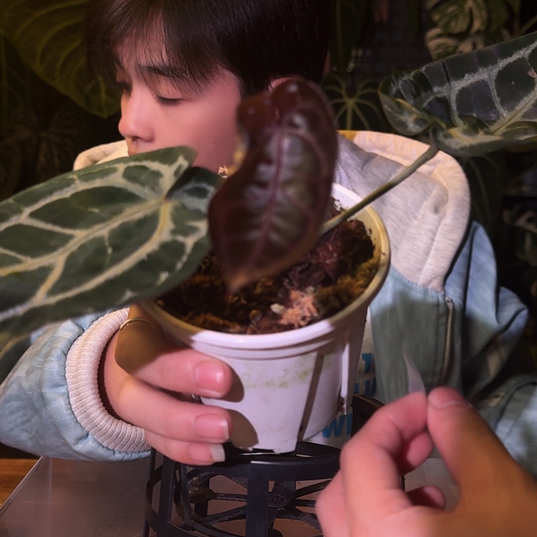 不开花植物M195安吉拉杂米歇尔