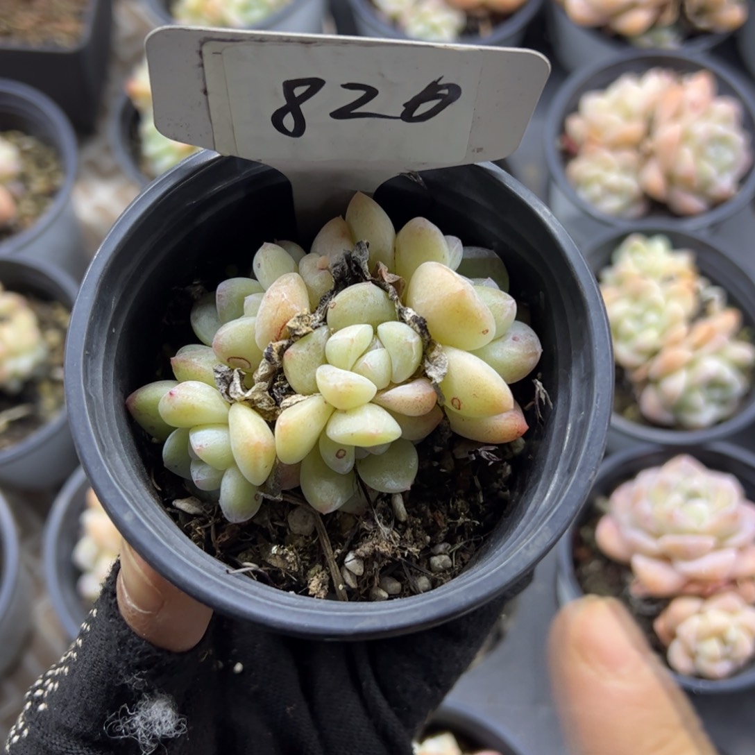 红陶芳****白820号多肉植物