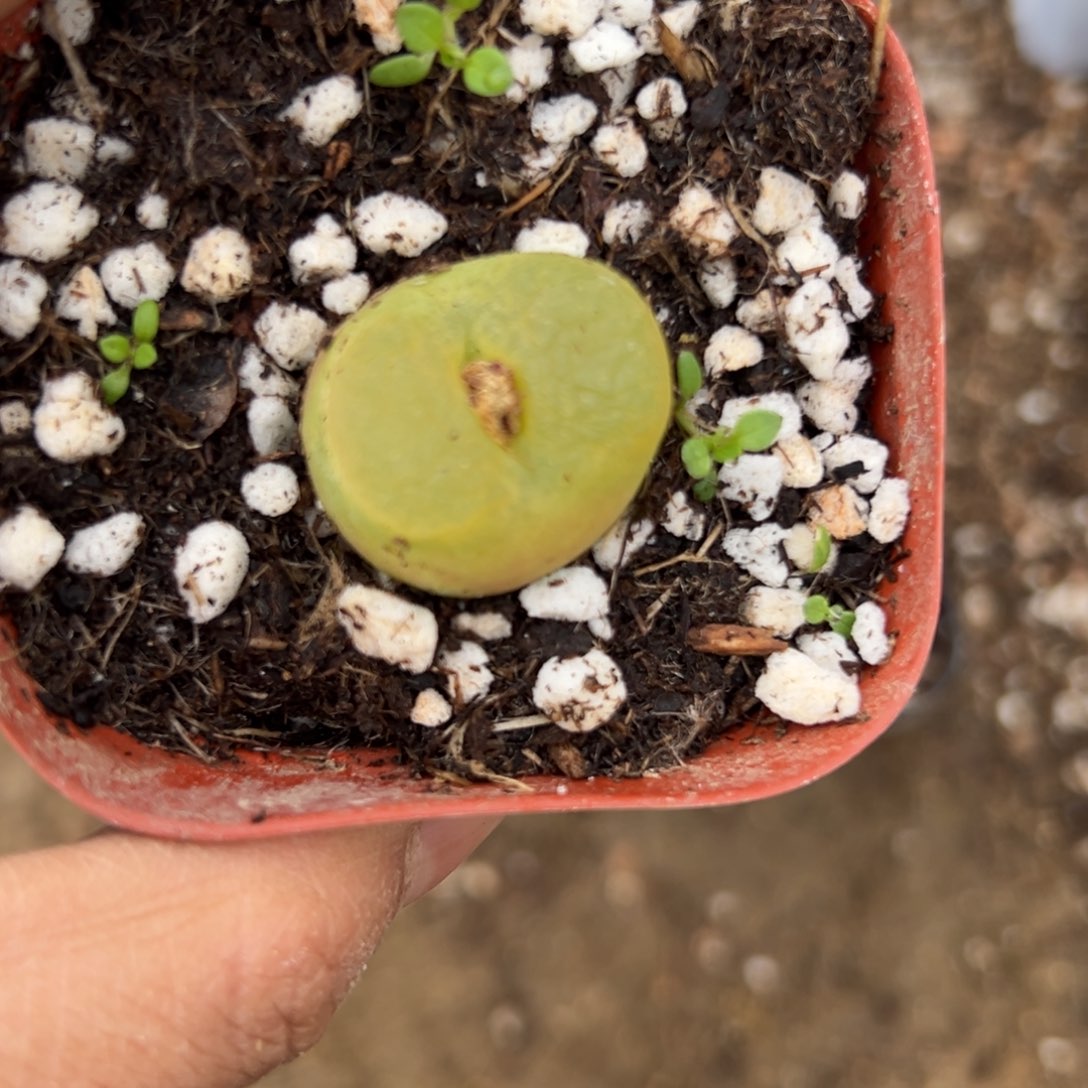 中央音乐学院中文系