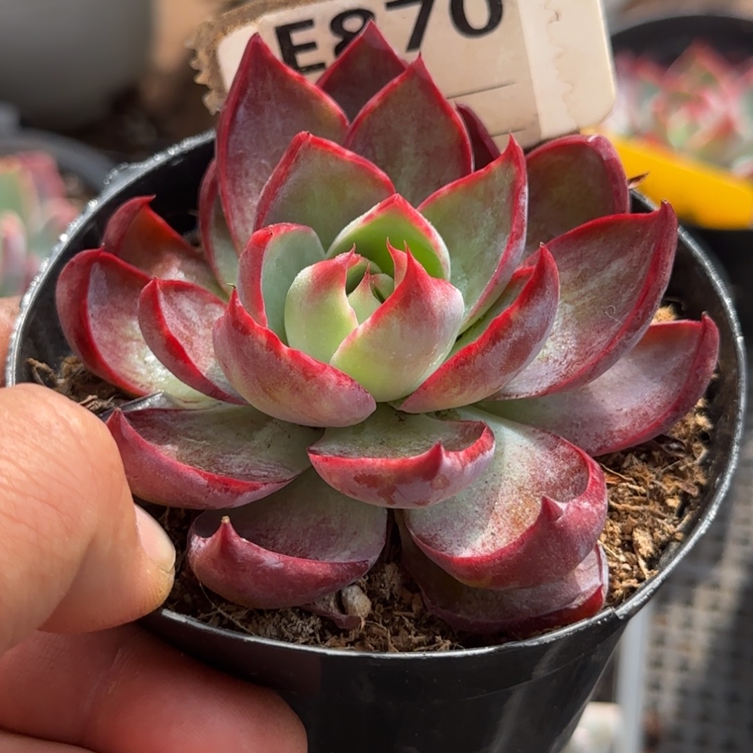 惊鸿一物一拍包装收缩花旱870