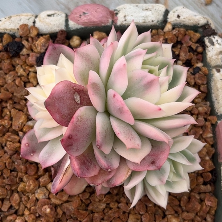 粉水晶锦群生一颗价格