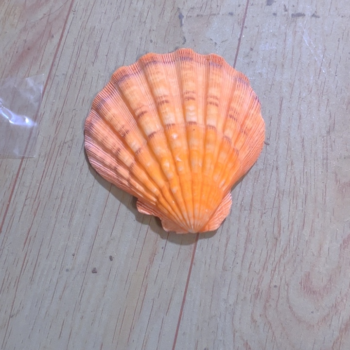 大理石磁石宝****1天然贝壳海螺批发零售