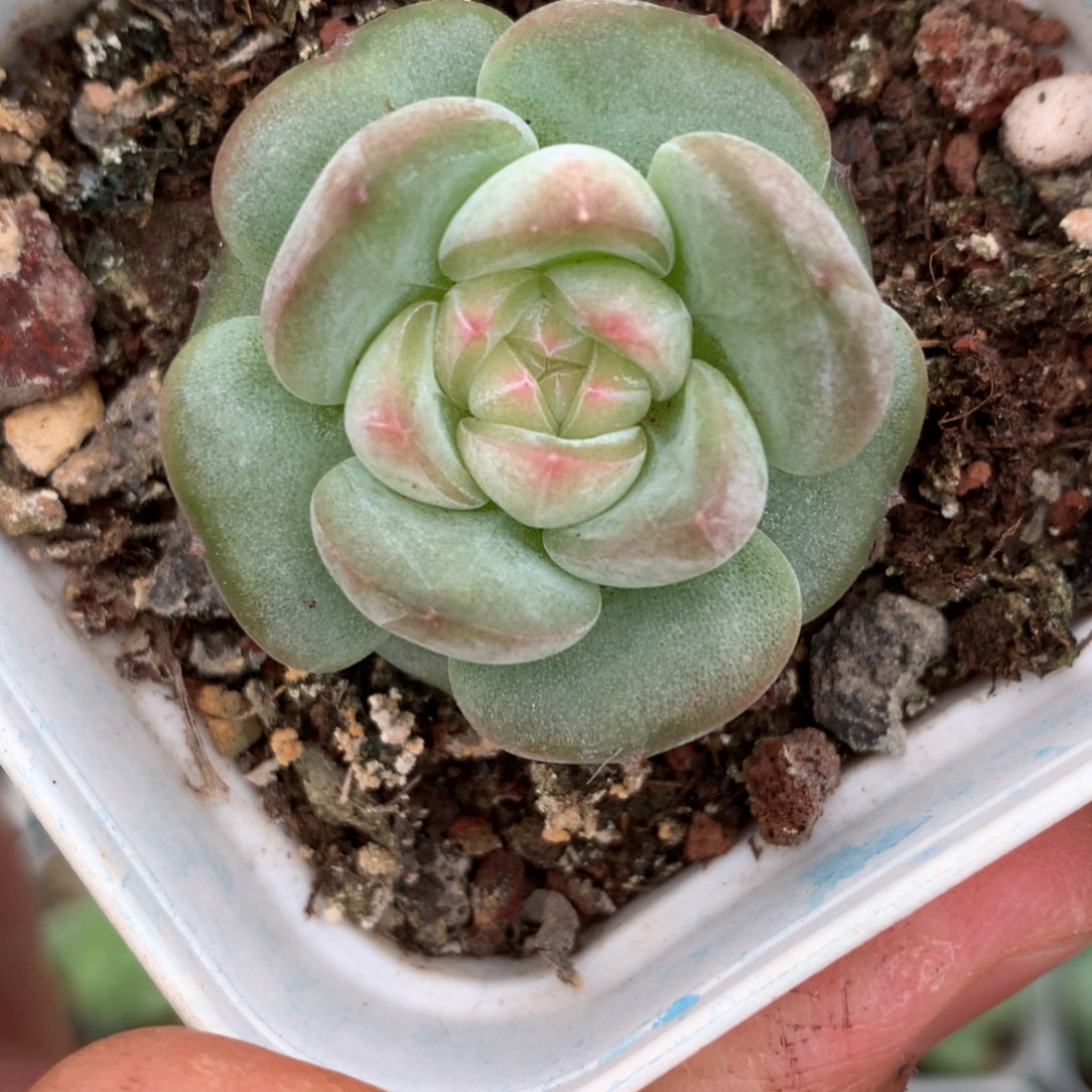 全部花朵圆叶白心2号