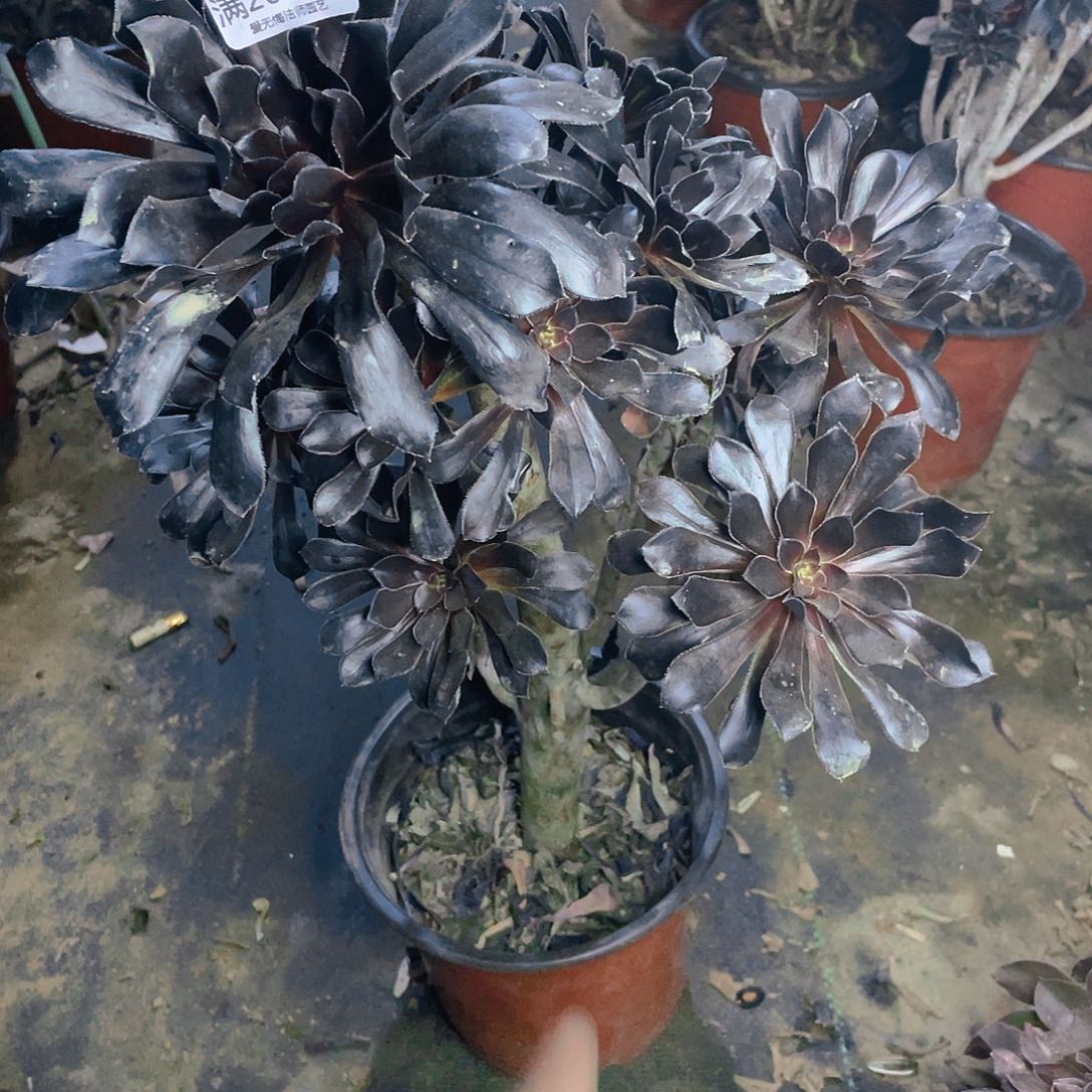 257墨法师巧克力多肉有伤