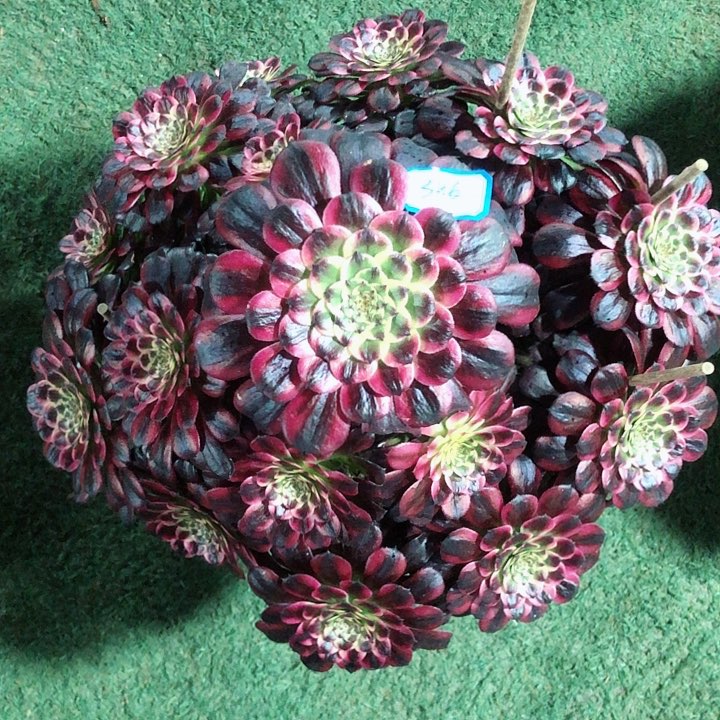 386黑体美姬多肉