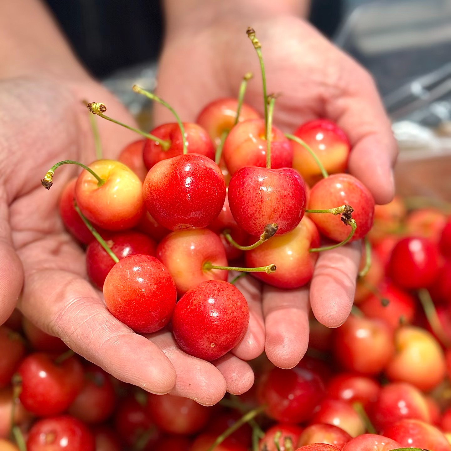 【南昌同城小时达】新鲜进口海运智利车厘子雷尼尔当季XL3J4斤装雷尼尔智利雷尼尔智利