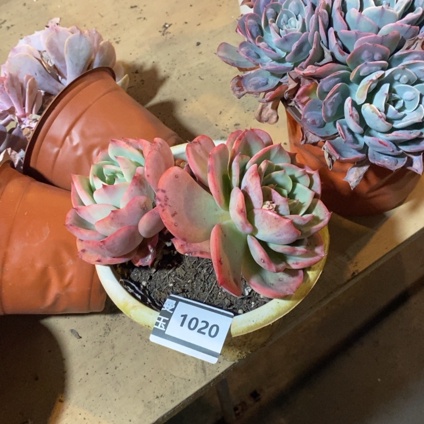 【闪购商品】香妃1020