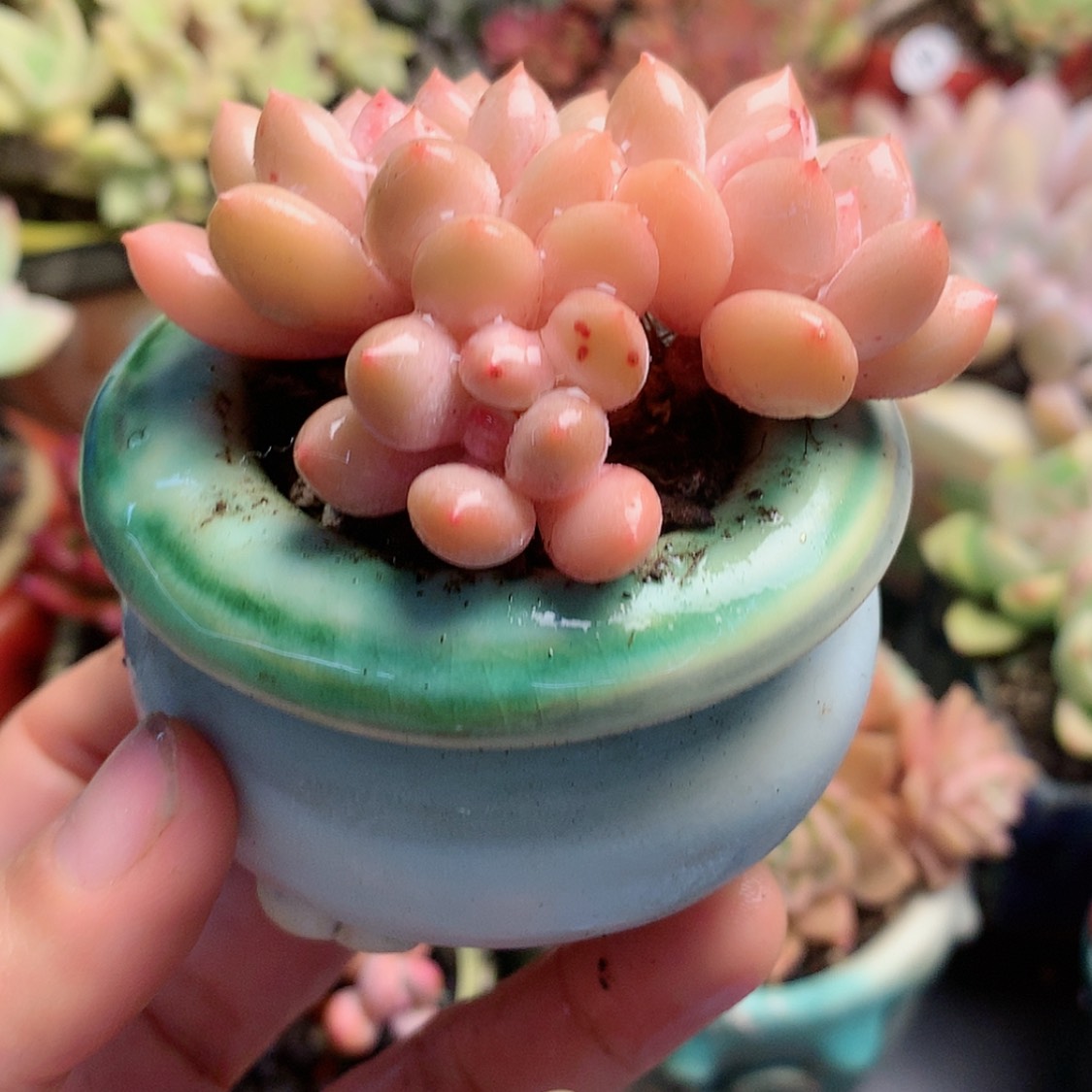 【闪购商品】拇指盆塞尔达带盆