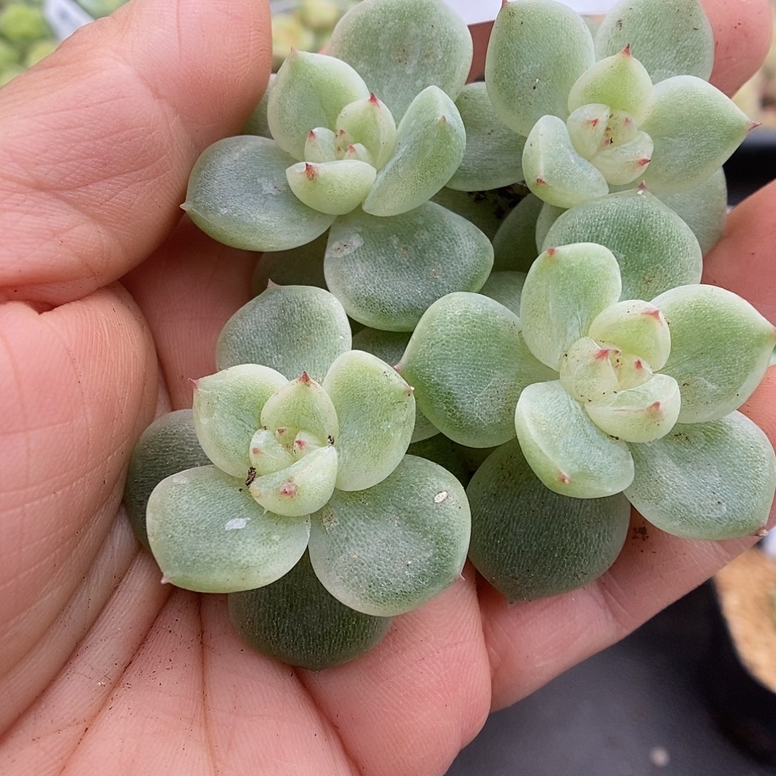 一物一拍一物一拍911-258