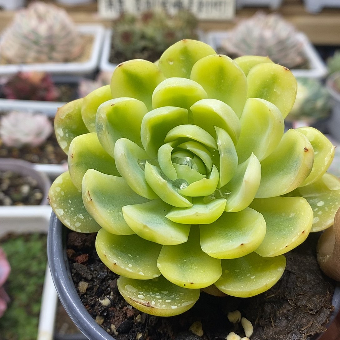 12198 贝瑞黄覆轮锦 需延时发货