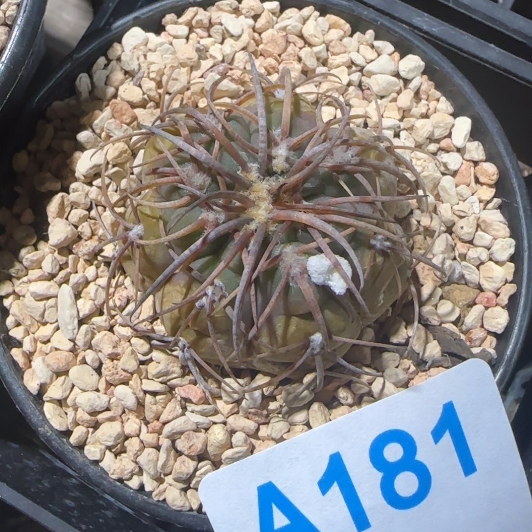 天平 实生仙人球181