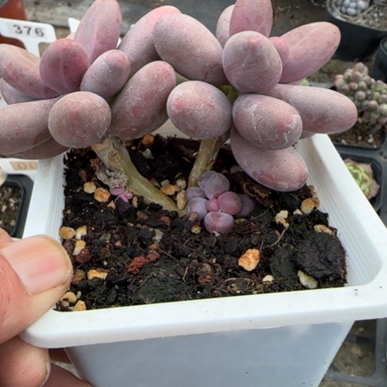 261糖果美人多肉植物多