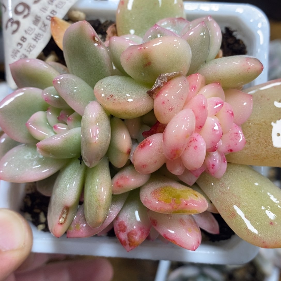 393梦露锦底座半宽锦缀化