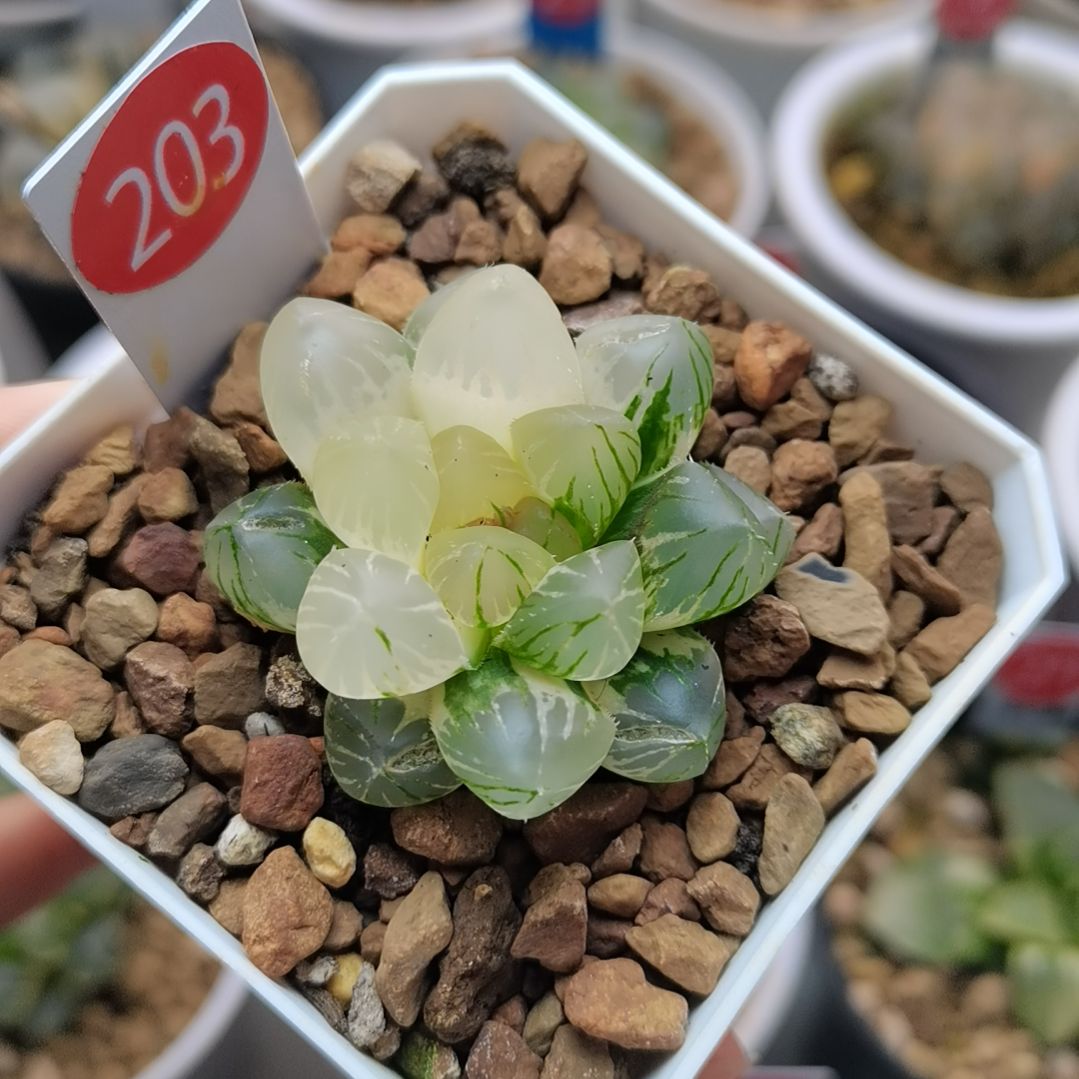 203号OM玉露锦一物一拍带盆土发货