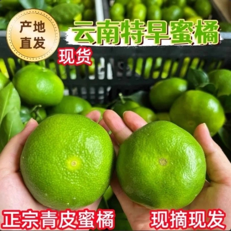 【现摘现发】云南青皮蜜桔子新鲜蜜橘应季水果孕妇酸爽多汁5/9斤