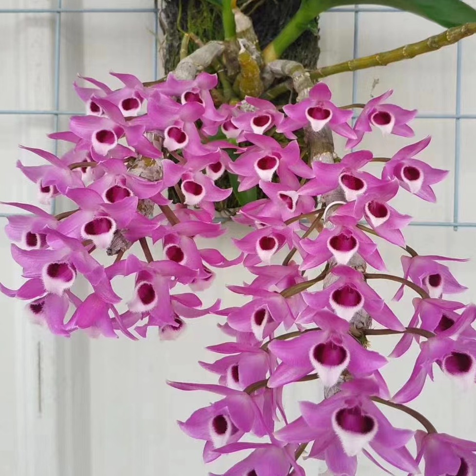 喇叭唇石斛    一  二月份开花