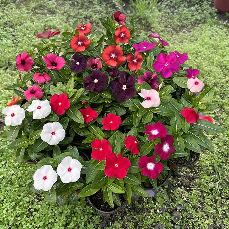 【6盆】长春花盆栽天天开带花苞四季开花耐高温适合庭院阳台种植