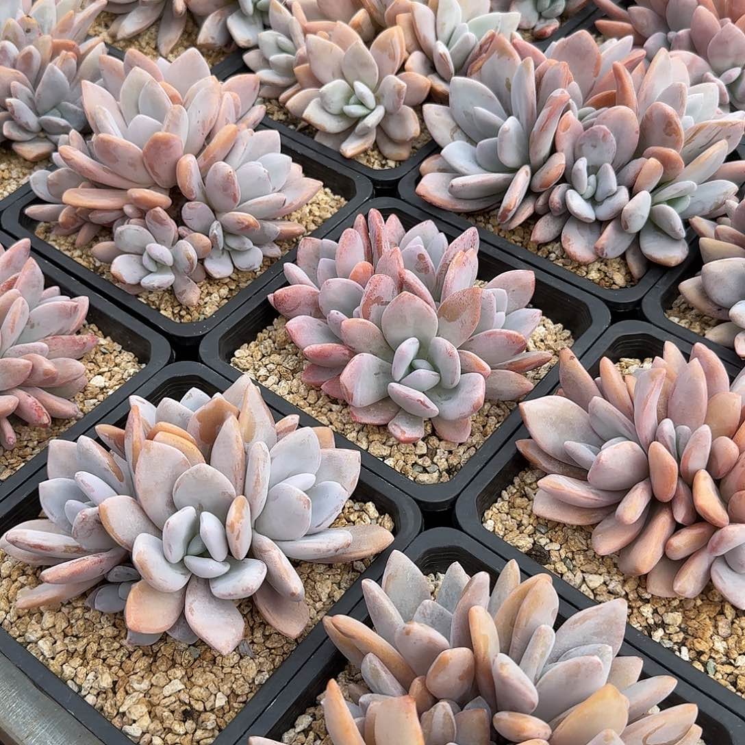 粉兔精控无砍老桩群生