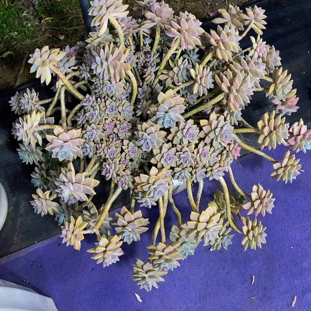 晴*?淡雪多肉物流自理由^_^