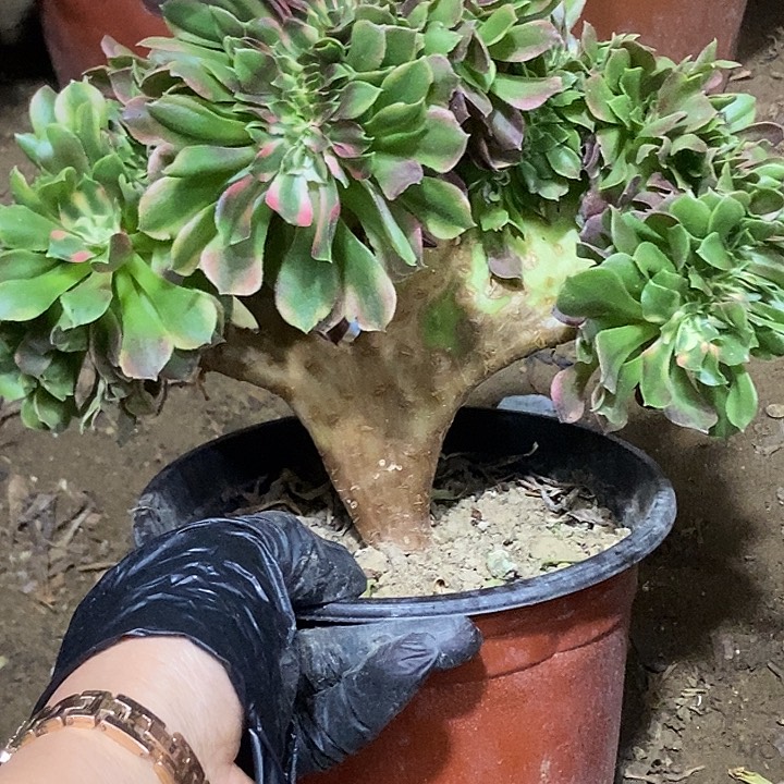 452香妃缀化老板子法师