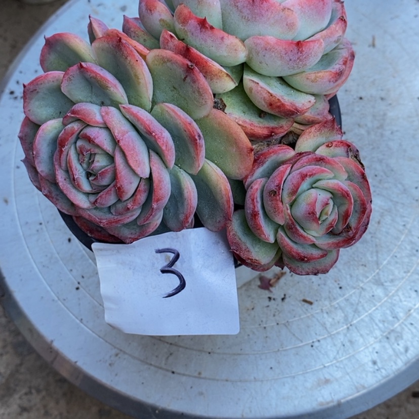 【闪购商品】沐**儿多肉植物的