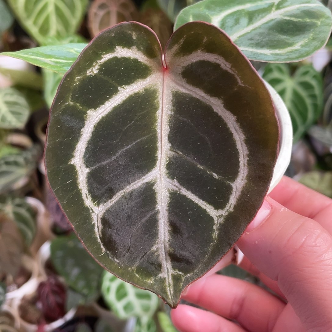 完全开放红水晶杂铜锣烧