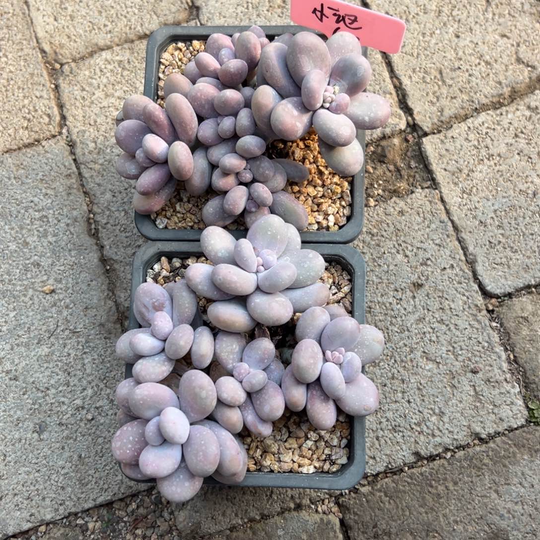 小***讴原始奶2颗111111111111111