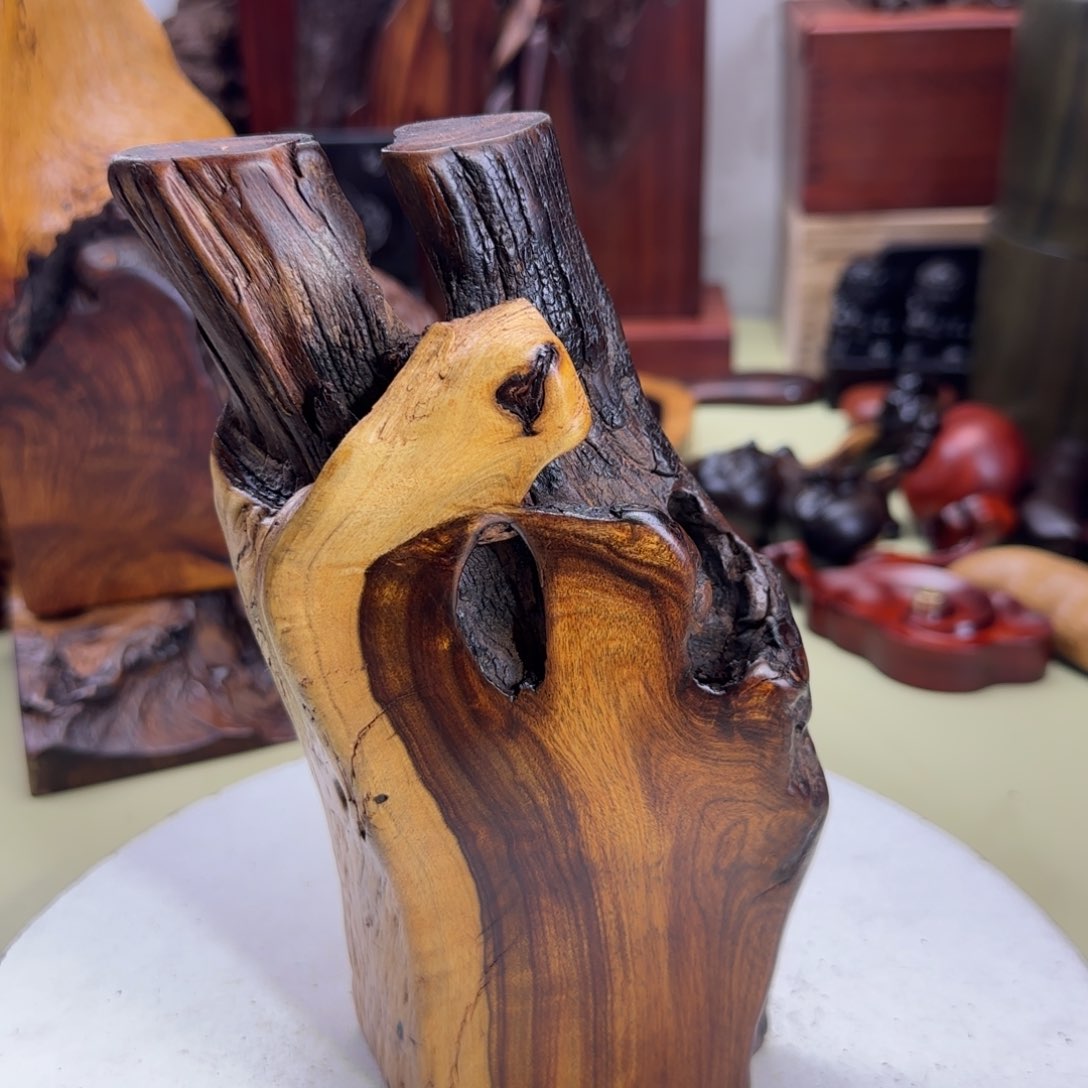 大果紫檀（缅甸花梨）如*