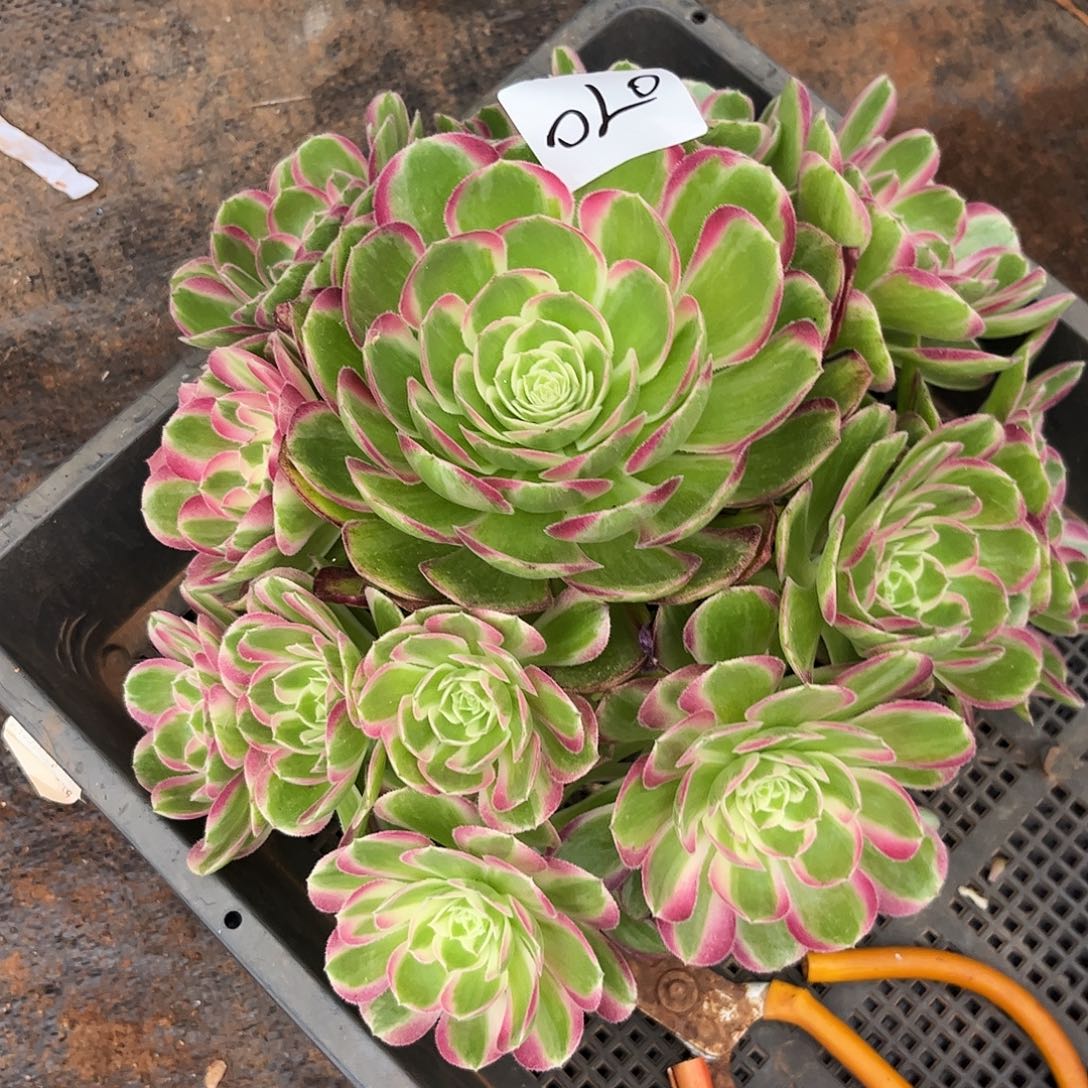 020孔雀翎多肉植物无根