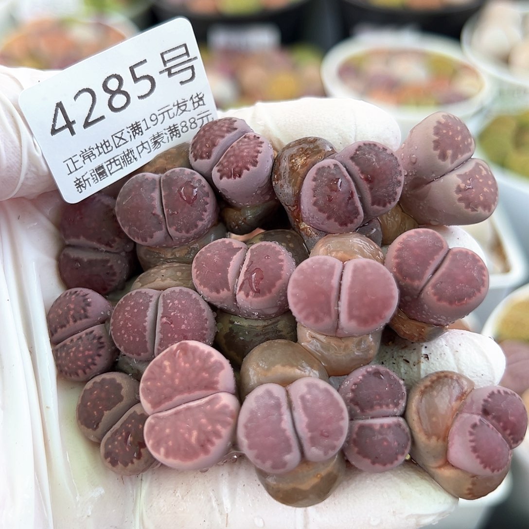 好养易活生石花大母本4285三年紫混15个腿长特价