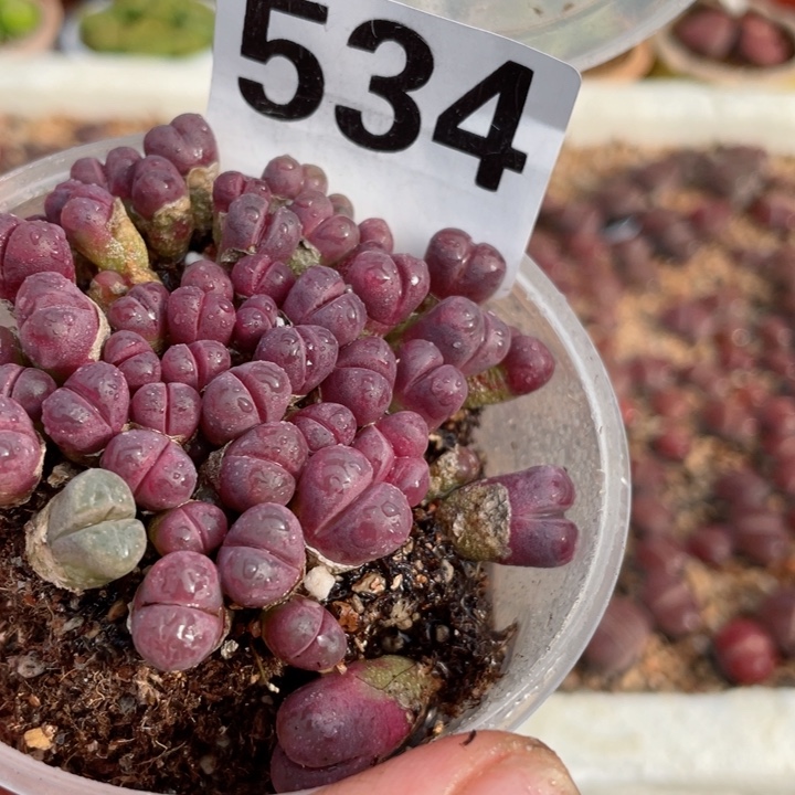 534红大内满18包邮