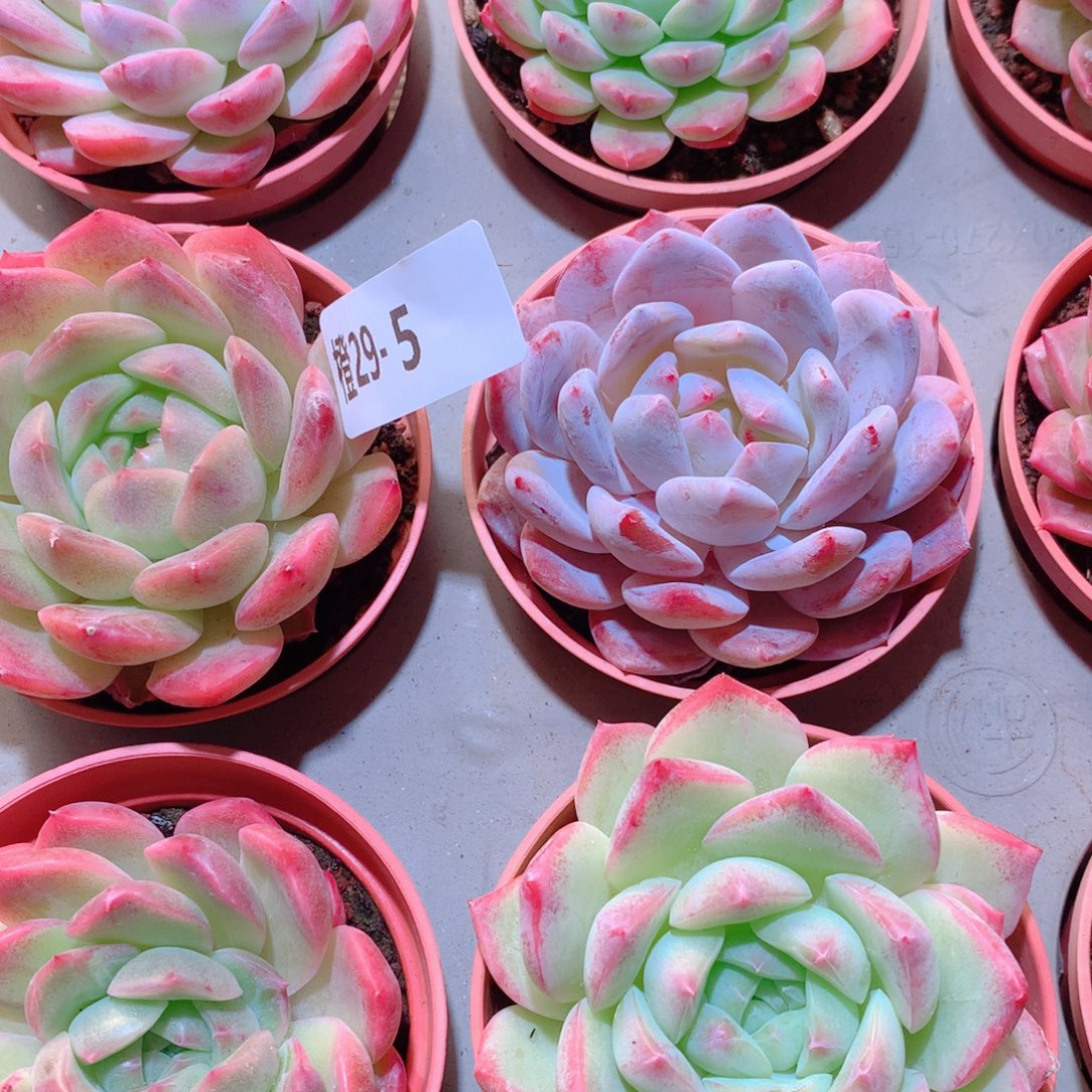 29-5一物一拍多肉带盆9颗