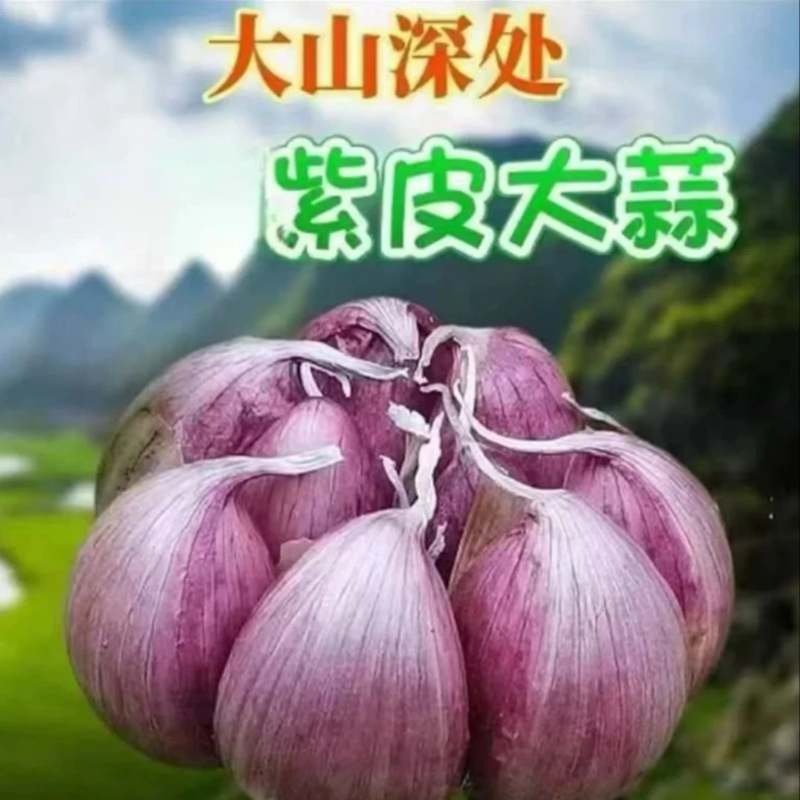 2025年新鲜干蒜紫白皮蒜大蒜多瓣蒜糖蒜醋蒜腊八蒜腌制  w'w