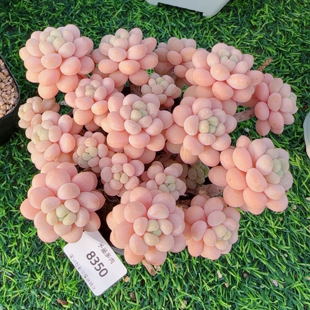 洛可可无砍，8350多肉植物