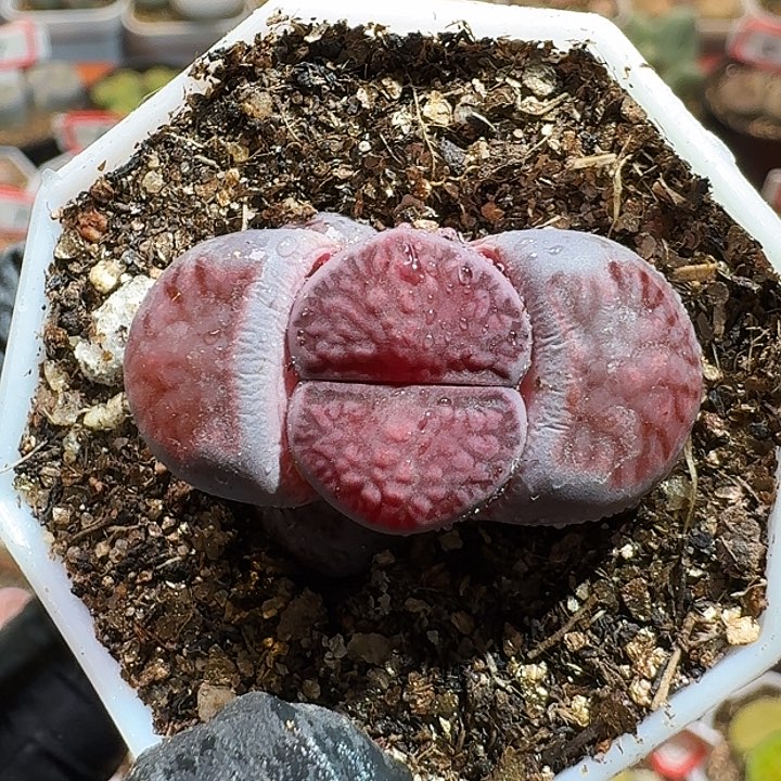 歆**愿生石花11111。   226