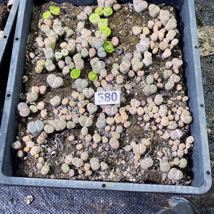 580 生石花一物一图如图