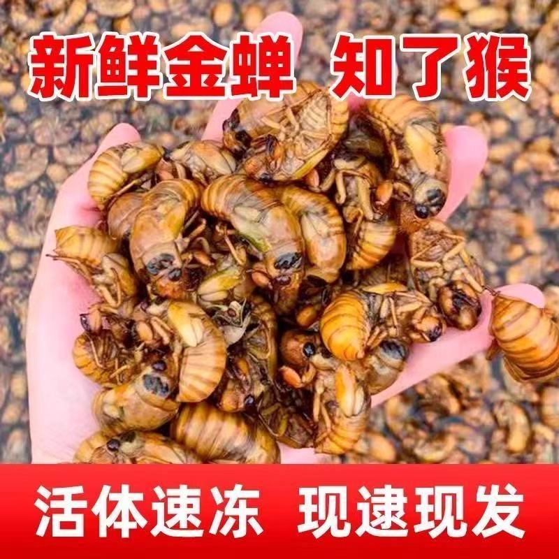 次日达2025新鲜活体速冻爬叉猴2025当季金1蝉油炸知了顺丰发货