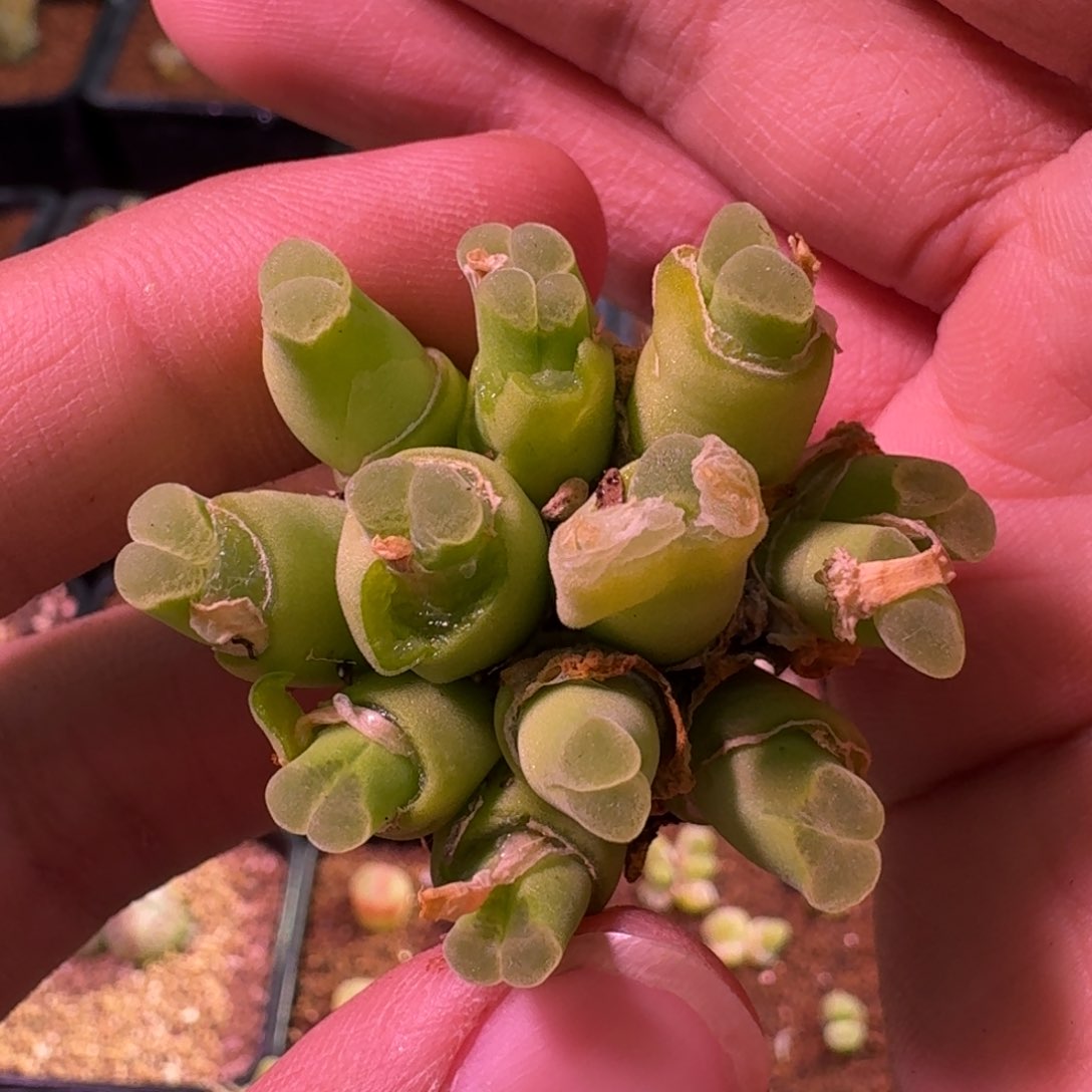 超***飛精品大甩卖9.5 粉佛肚