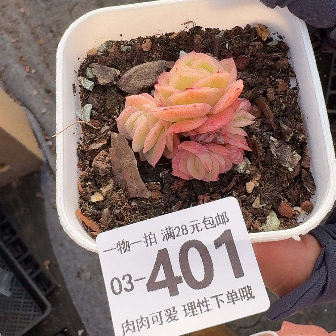 冰玫瑰无盆土发货无