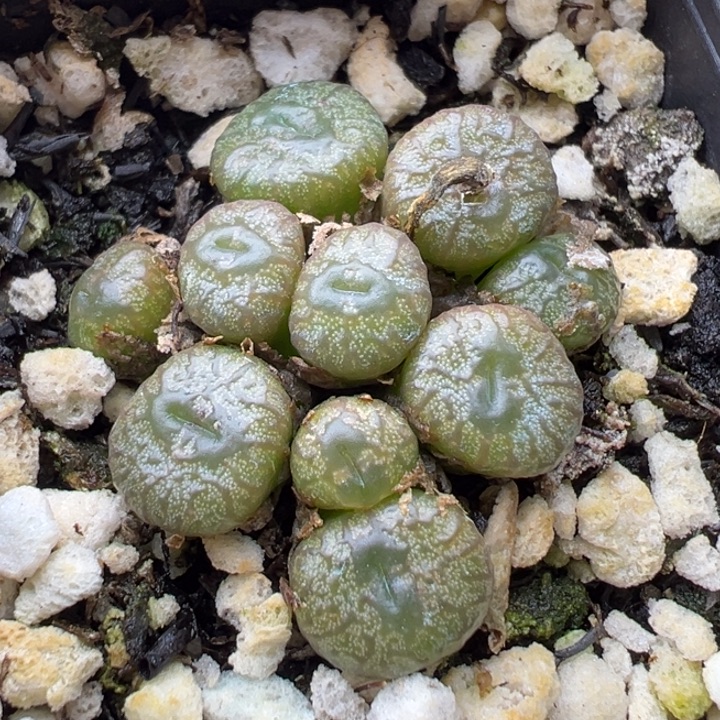 952号111111111111111