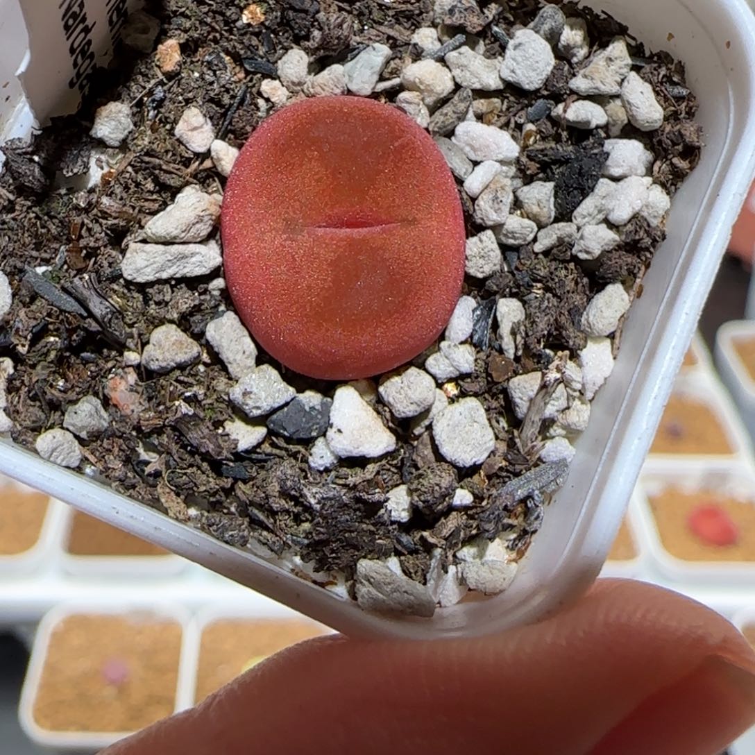 肉锥多肉植物百科-水蜜桃1362