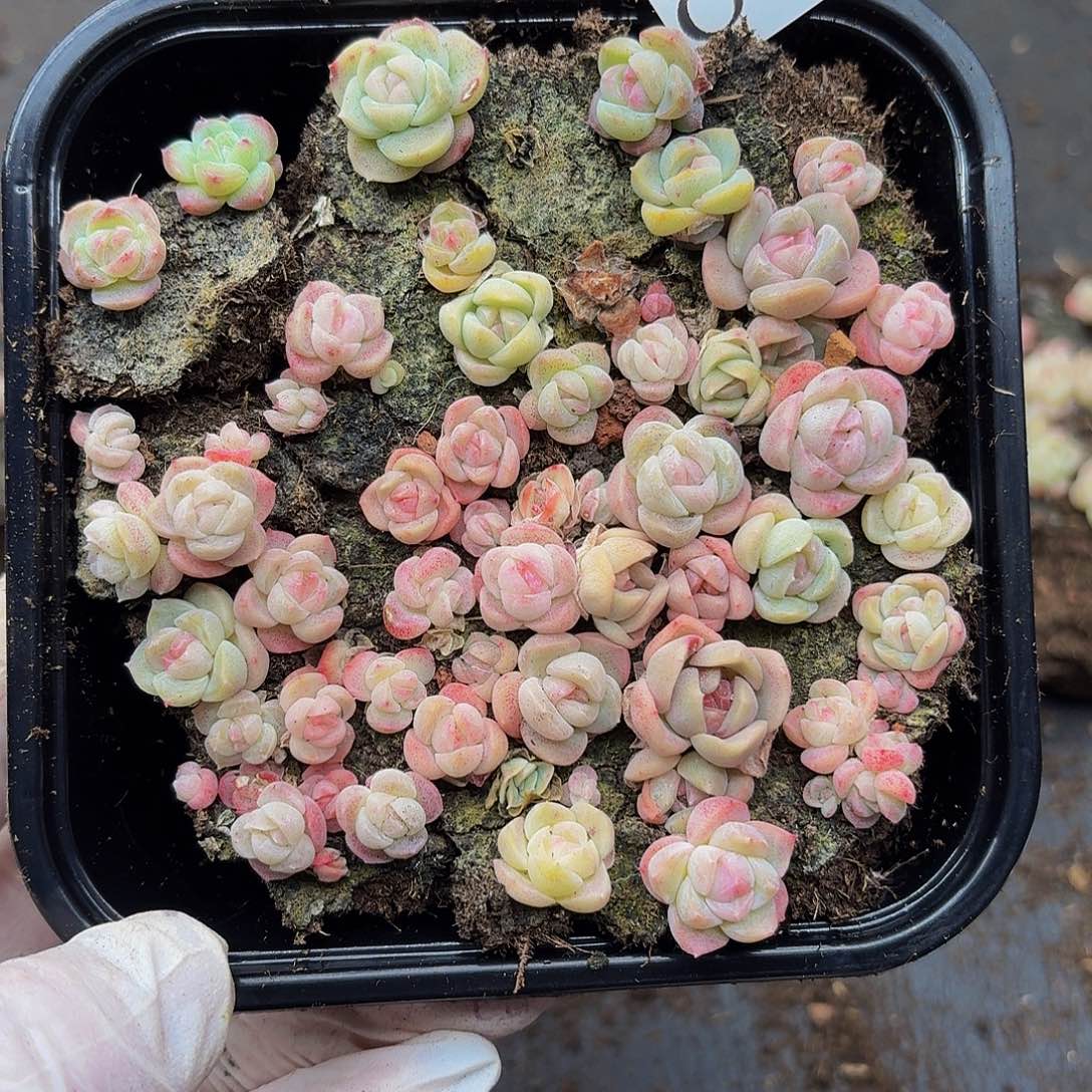 多肉植物多肉植物879