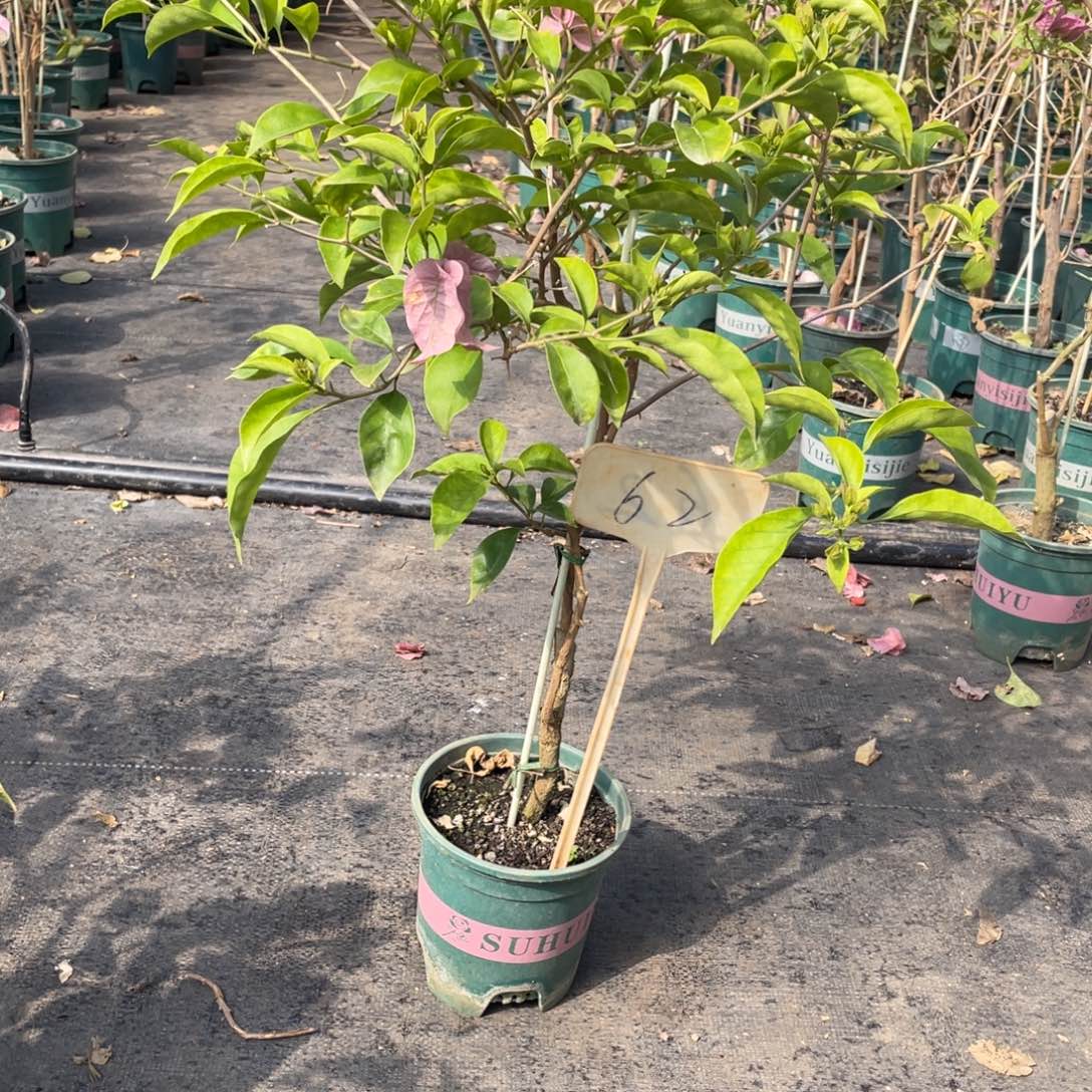 珍***下全部花朵塞弗里62